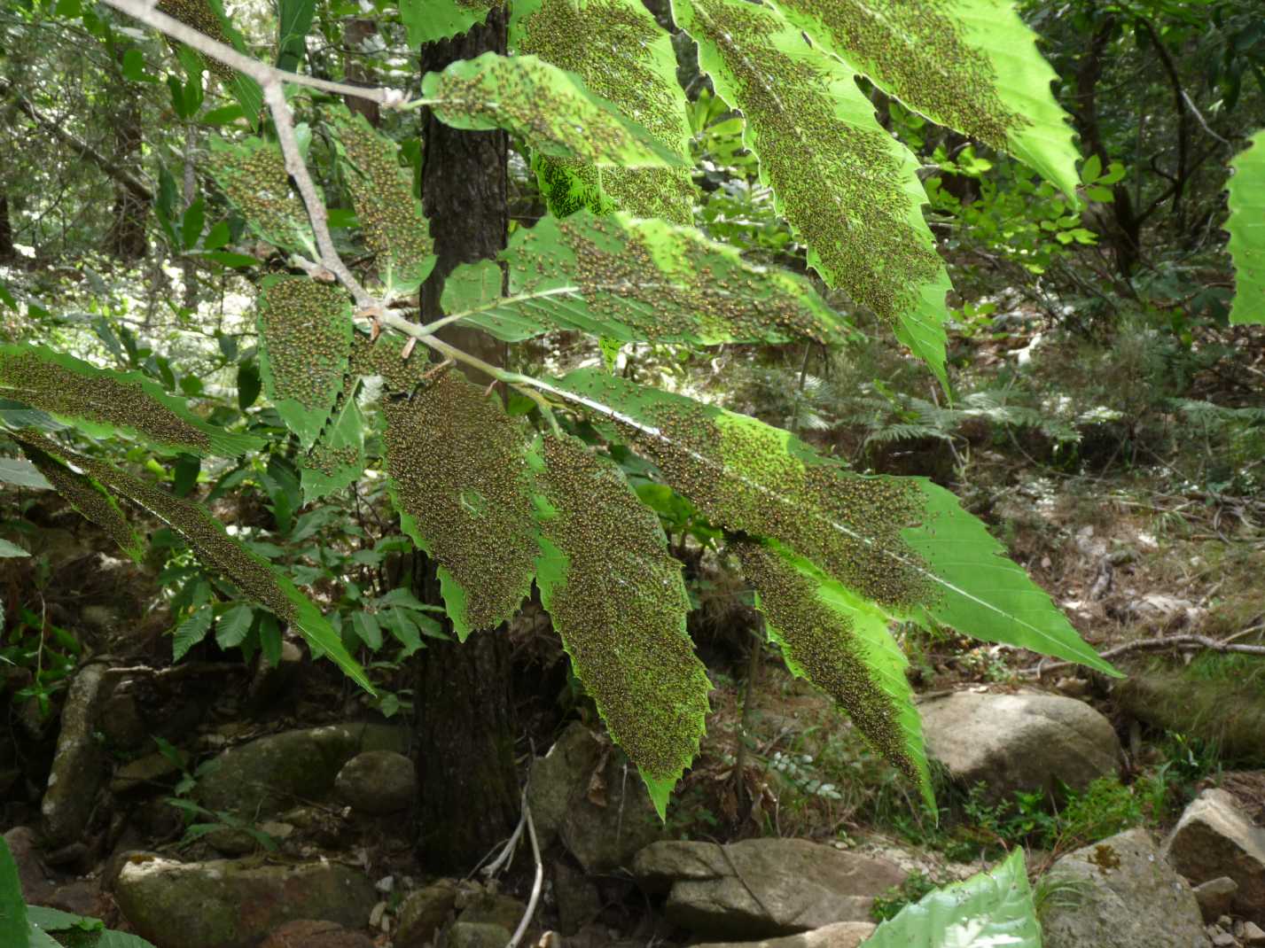 Piccolissimi imenotteri verdi: Torymus cfr. flavipes